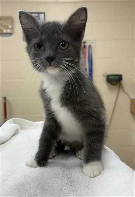 A baby small-sized female Domestic Short Hair cat named Vogue for adoption in Aliquippa, PA