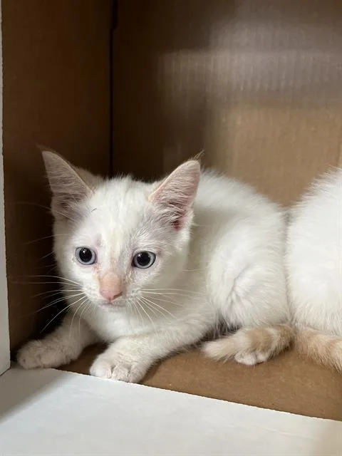 Nala