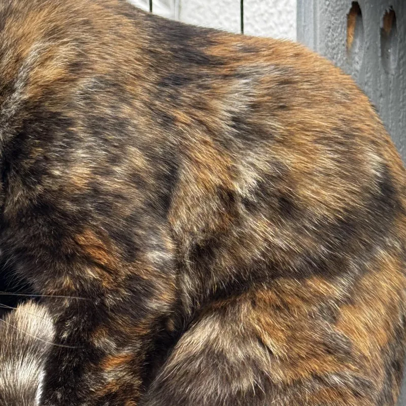 A young small-sized female Tortoiseshell Domestic Short Hair cat named Glinda for adoption in Tustin, CA