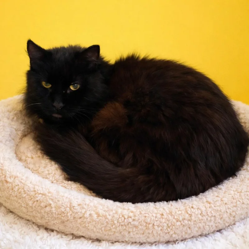 A senior medium-sized female Black Domestic Medium Hair cat named Mariana for adoption in Binghamton, NY
