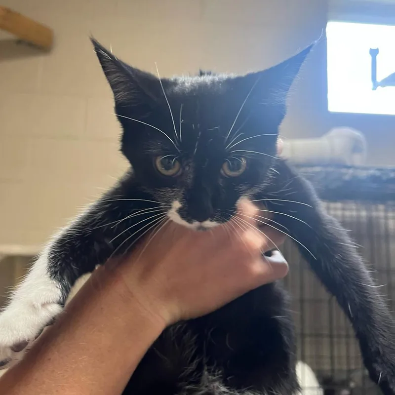 A young small-sized female Black Domestic Short Hair cat named Trixie for adoption in Lewisburg, WV
