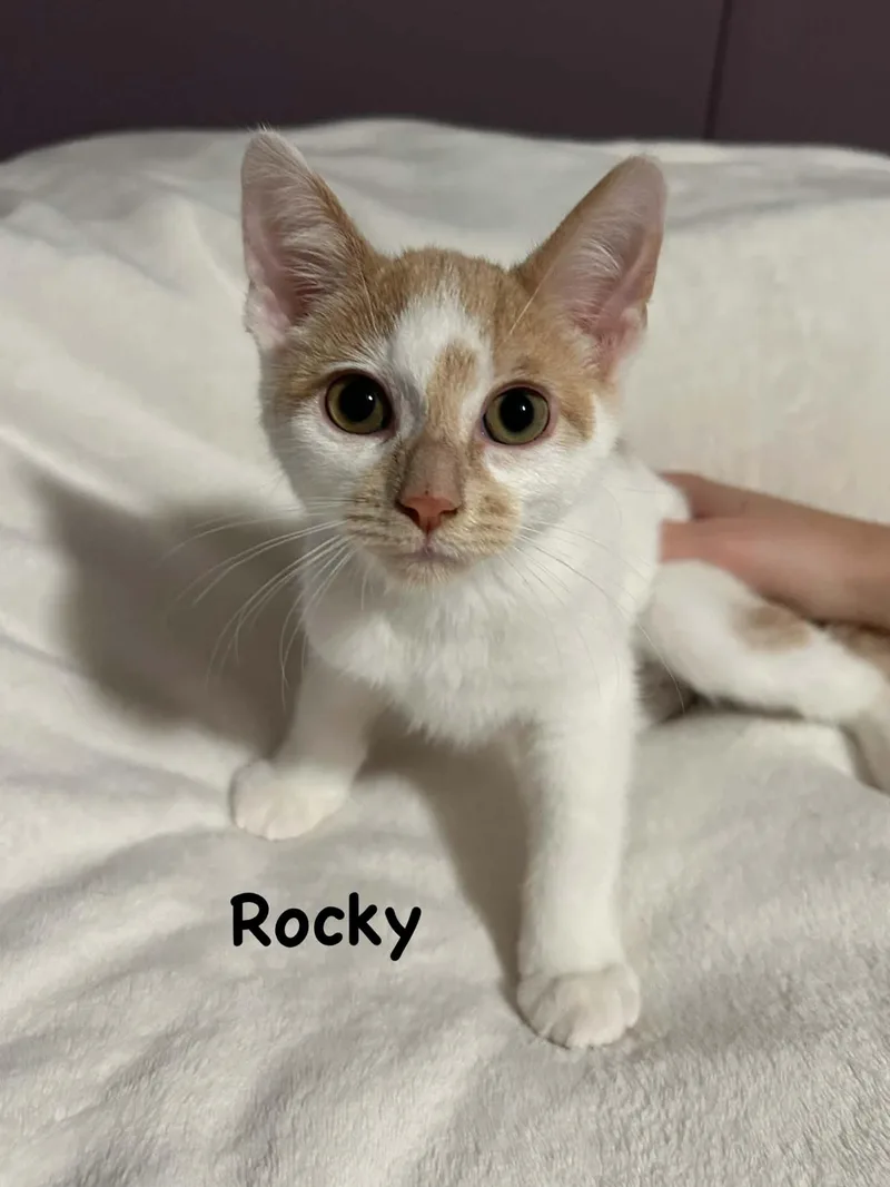 Rocky thumbnail 2