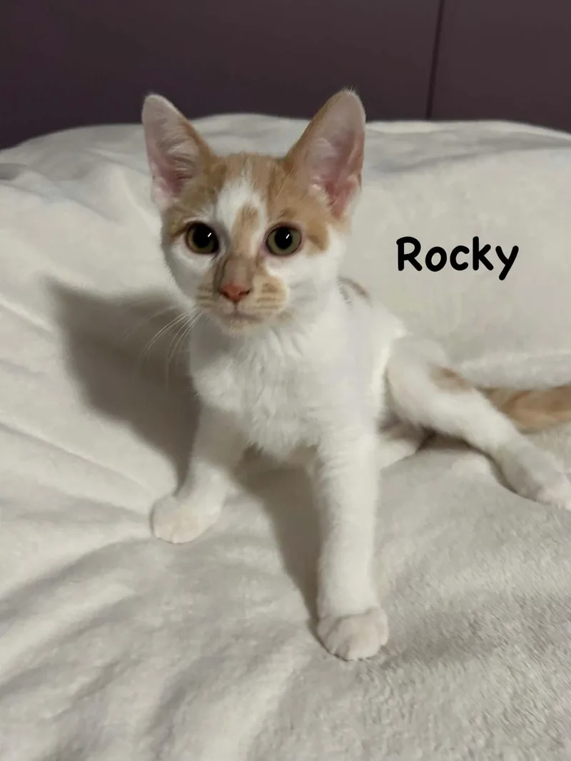 Rocky thumbnail 3