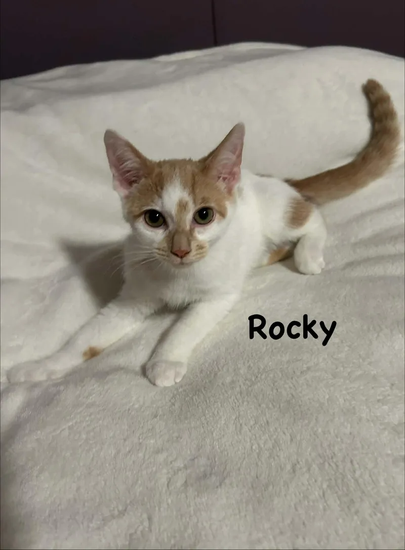 Rocky thumbnail 4