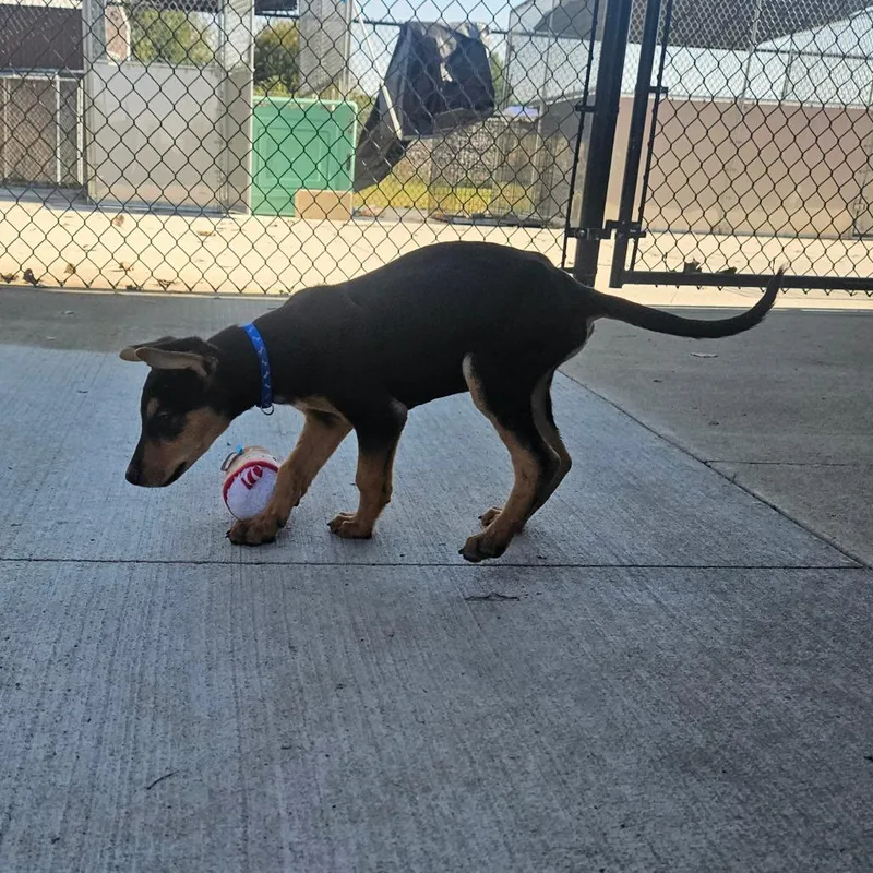 A baby small-sized male Mixed Breed dog named Jake for adoption in Monticello, IA