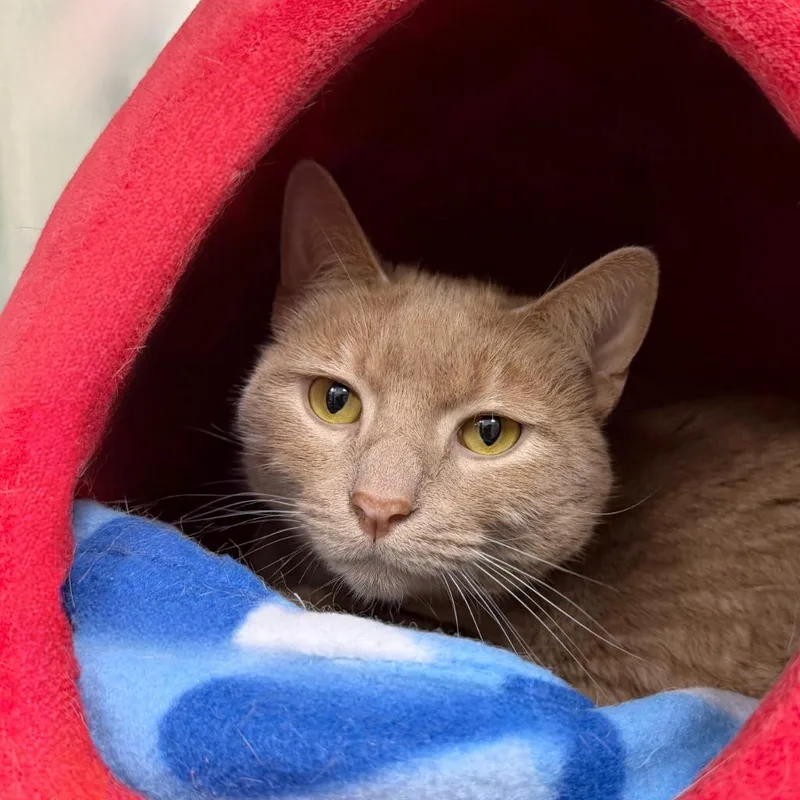 Fozzie Bear thumbnail 2