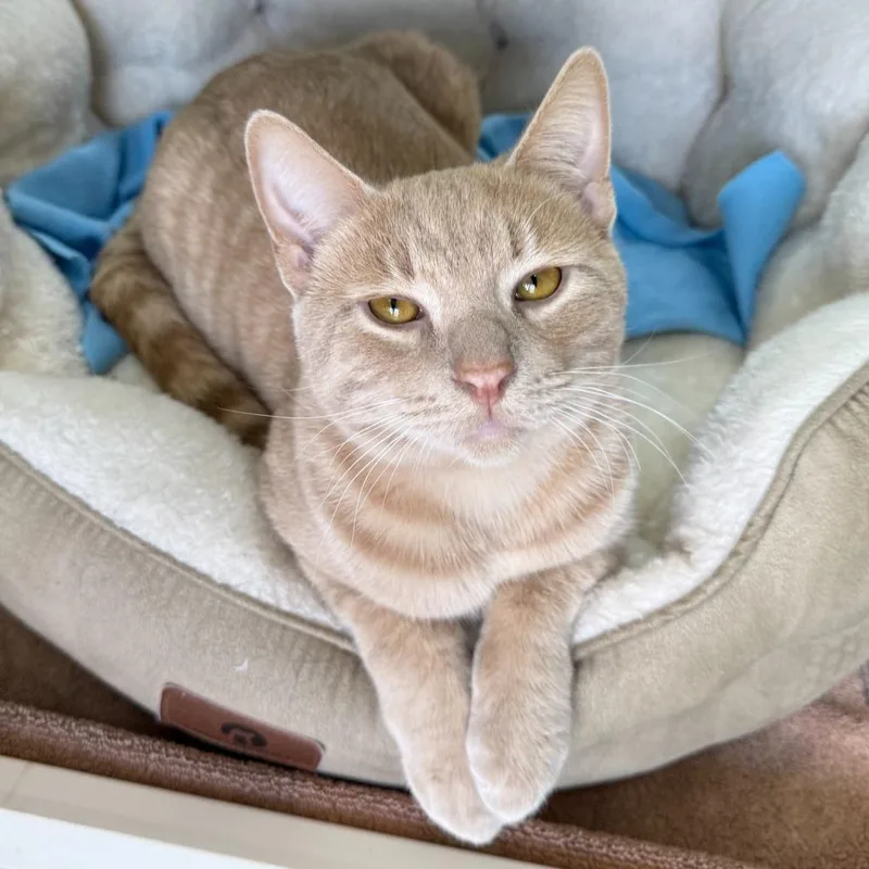 Fozzie Bear thumbnail 3