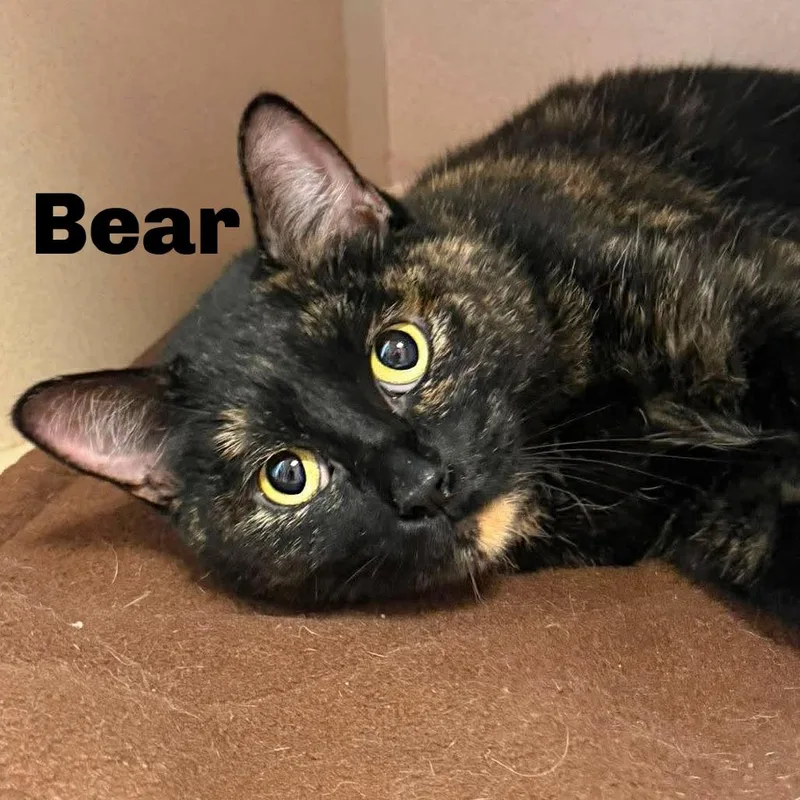Bear
