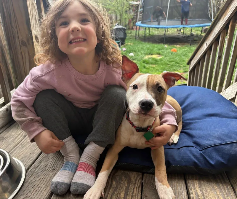 A baby large-sized male Pit Bull Terrier dog named Jackson for adoption in Oxford, MI