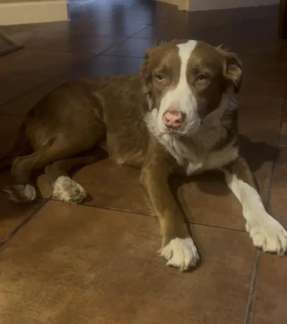 A young medium-sized male Australian Shepherd dog named Monty for adoption in Arlington, TX