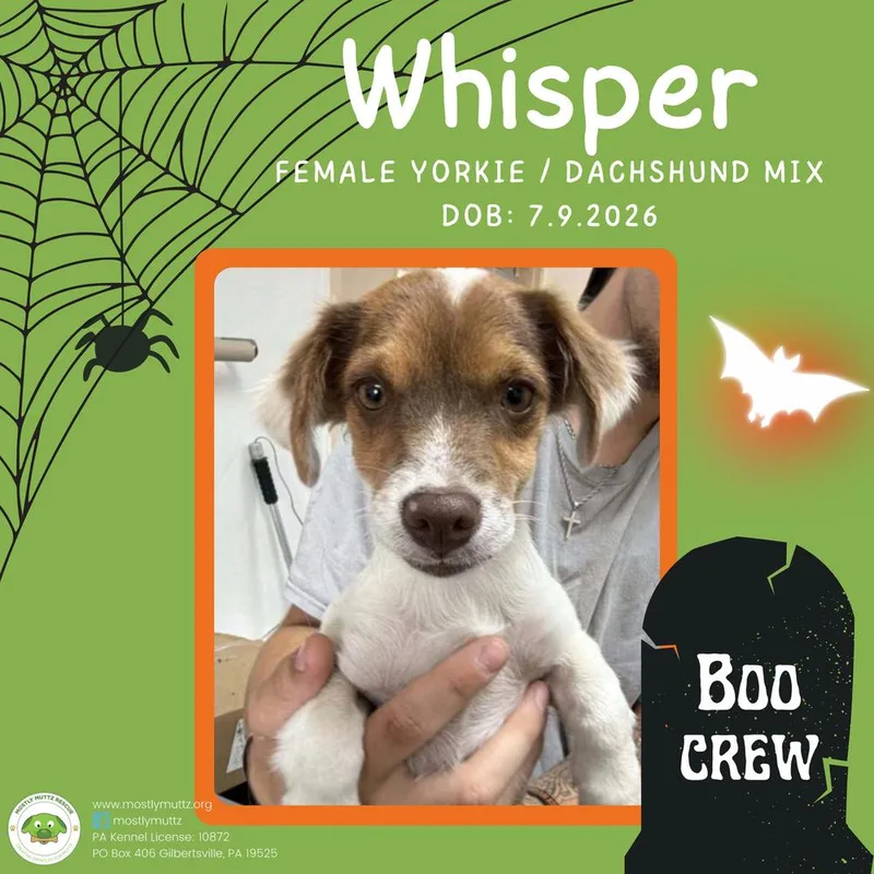 Whisper thumbnail 2