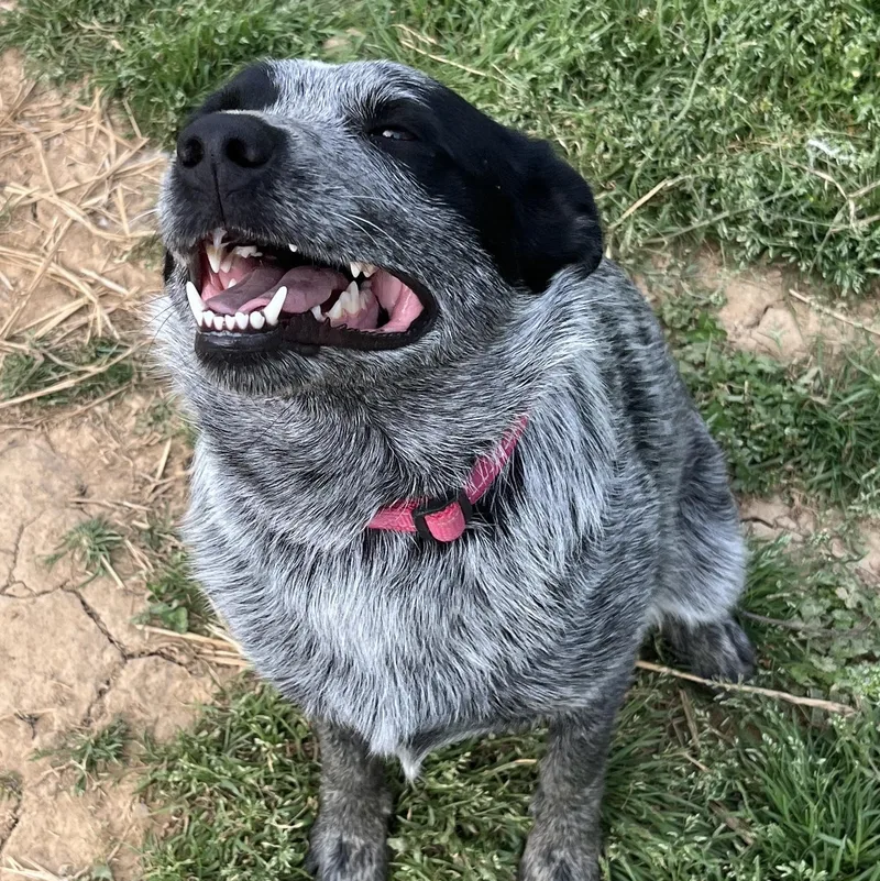An adult medium-sized female Merle (Blue) Australian Cattle Dog / Blue Heeler dog named Lulu for adoption in McKenzie, TN