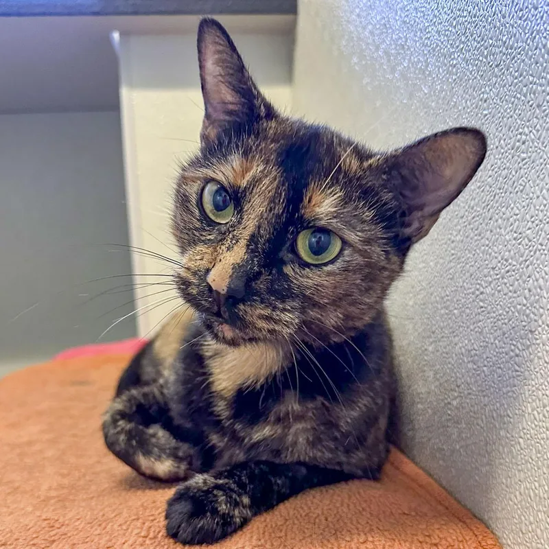A young medium-sized female Tortoiseshell Domestic Short Hair cat named Honey for adoption in Stamford, CT