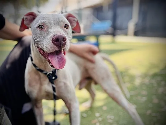 A young medium-sized male Pit Bull Terrier dog named Blanco for adoption in Orlando, FL