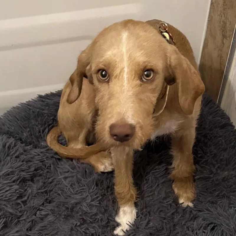An adult medium-sized male Airedale Terrier dog named Ollie for adoption in Phoenix, AZ