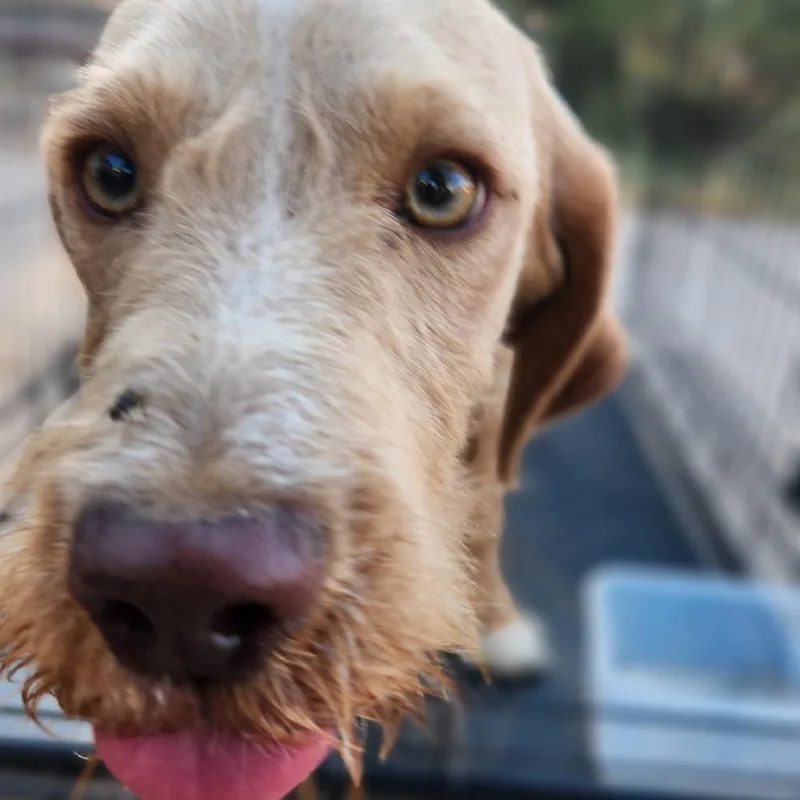 Ollie thumbnail 3