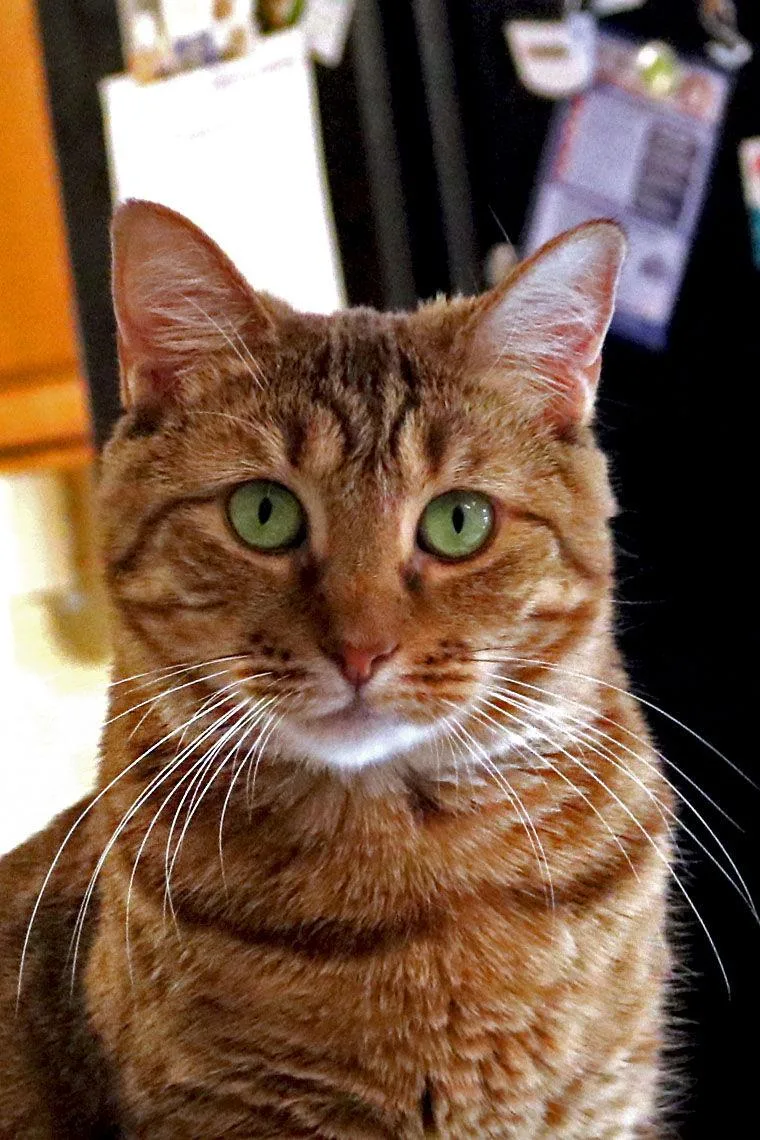 Sapphire thumbnail 2