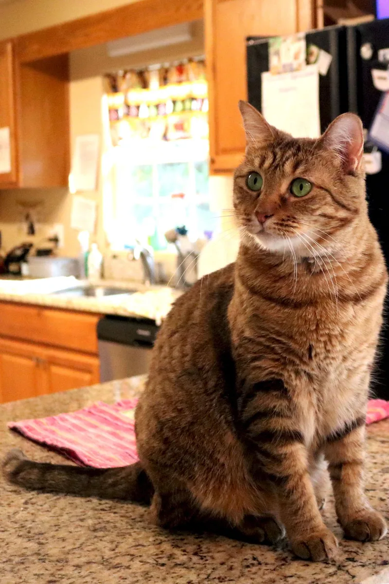 Sapphire thumbnail 3