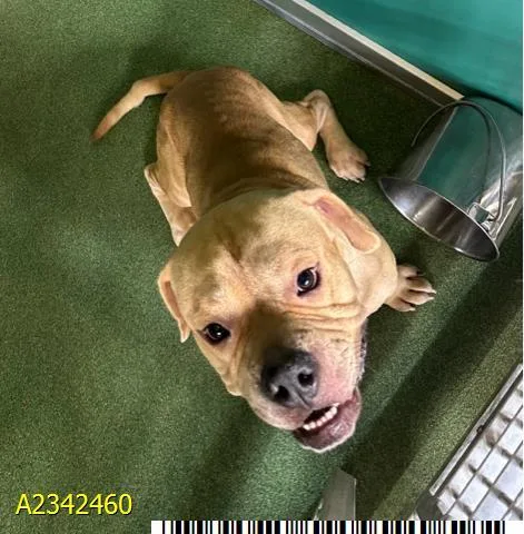 An adult medium-sized male Mixed Breed dog named Eddie for adoption in West Palm Beach, FL