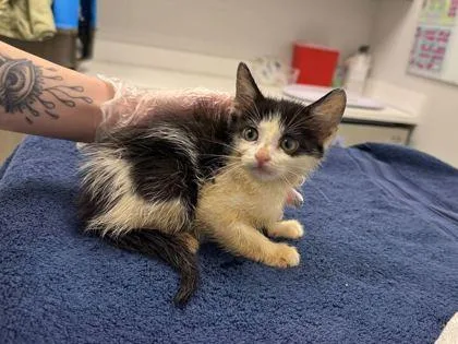 A baby small-sized female Black Domestic Short Hair cat named Coconut for adoption in Kansas City, MO