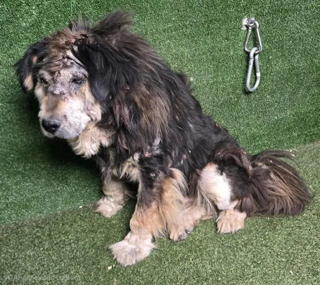 An adult medium-sized female German Shepherd Dog dog named Marge for adoption in Lancaster, CA