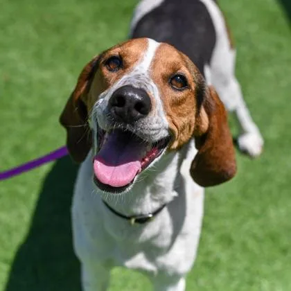 An adult medium-sized female Mixed Breed dog named Dusty for adoption in Westbrook, ME