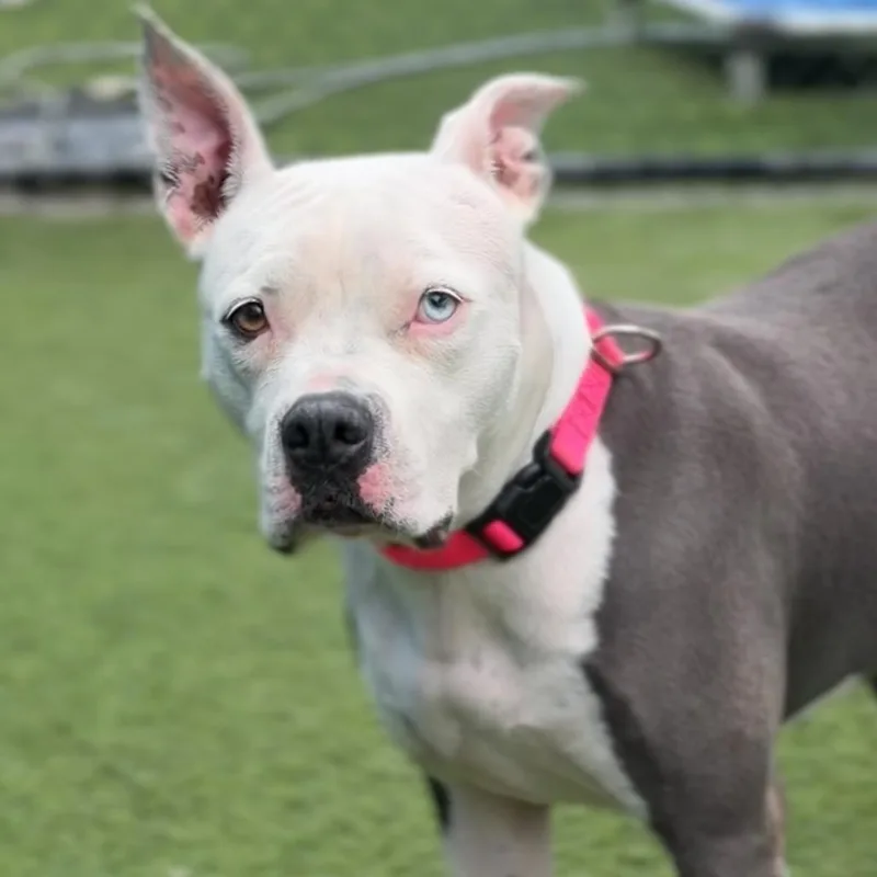 An adult medium-sized female Gray / Blue / Silver Pit Bull Terrier dog named Holly A for adoption in Mission Hills, CA