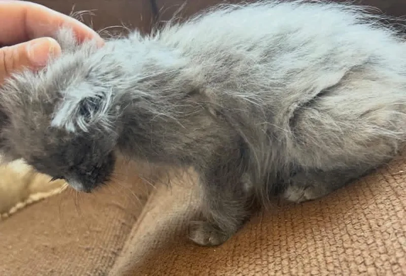 A baby medium-sized female Gray / Blue / Silver Russian Blue cat named Tilly for adoption in Woodbury, NJ