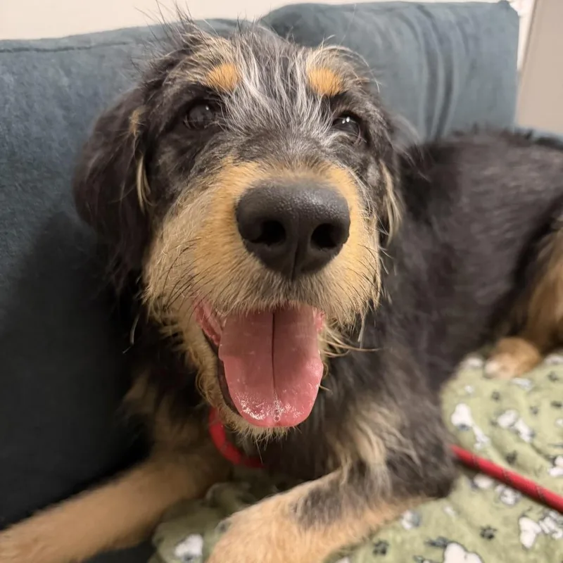 A young large-sized male Otterhound dog named Teddy for adoption in Chicago, IL