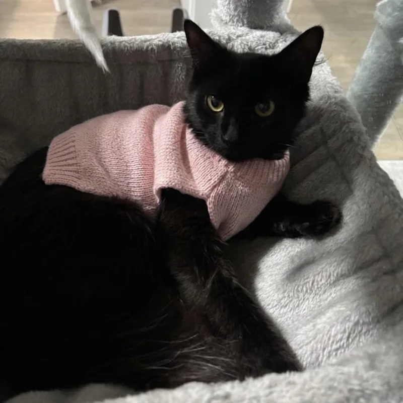 A young medium-sized female Black Domestic Short Hair cat named Mariel for adoption in Richmond, VA