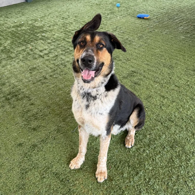 An adult large-sized male Brown / Chocolate German Shepherd Dog dog named Roman for adoption in Pasadena, CA