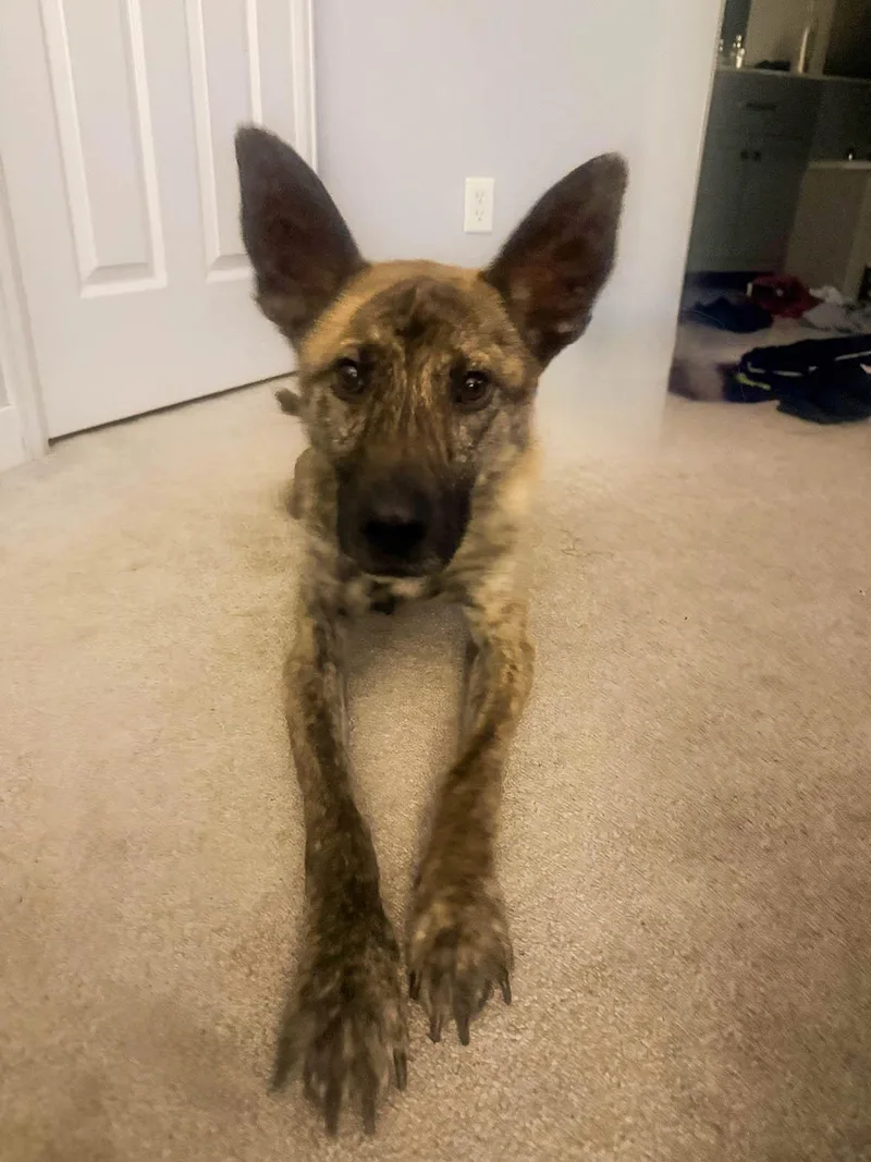 Ducky  The Lucky thumbnail 2