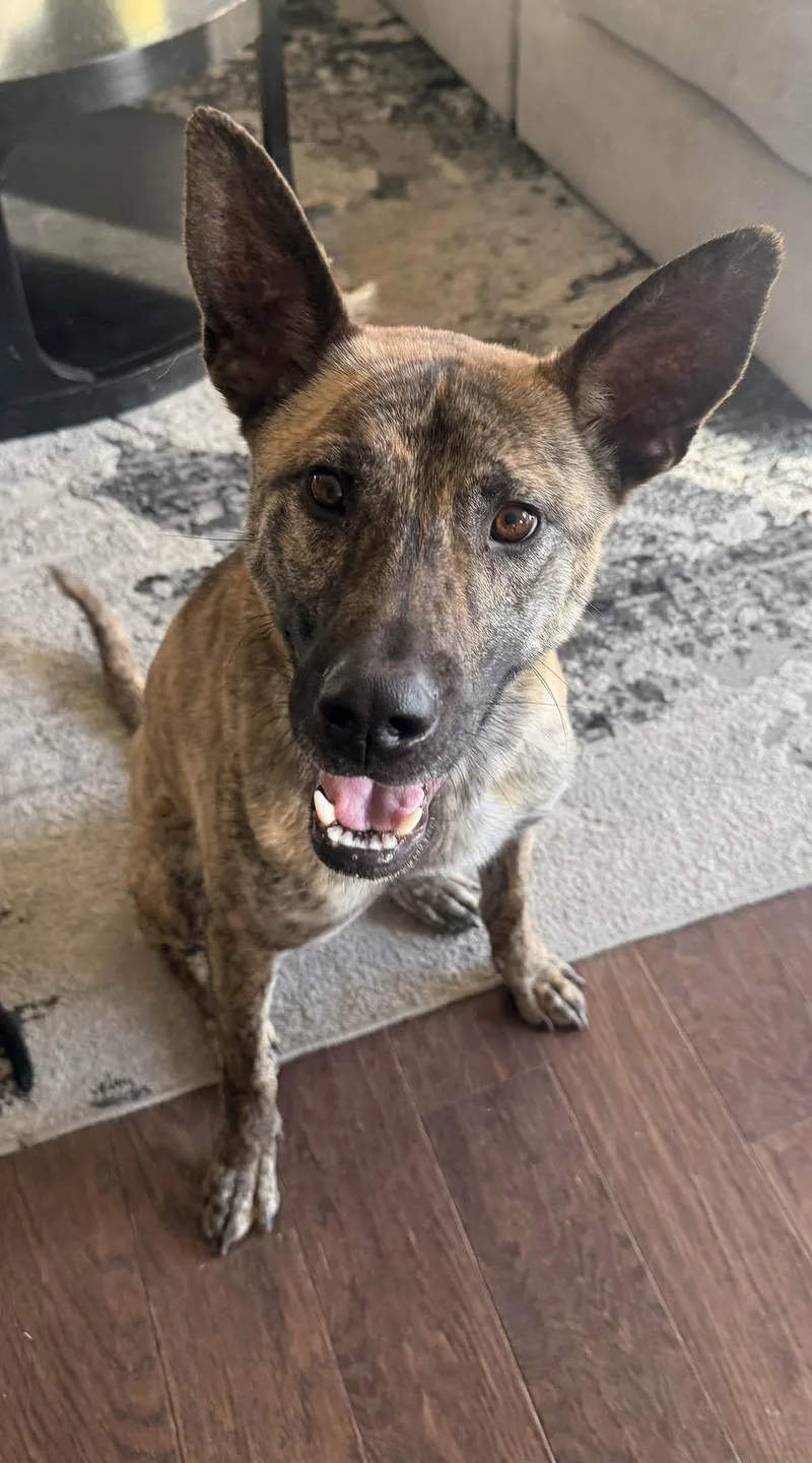 A young medium-sized male Brindle Shepherd dog named Ducky  The Lucky for adoption in Boulder, CO