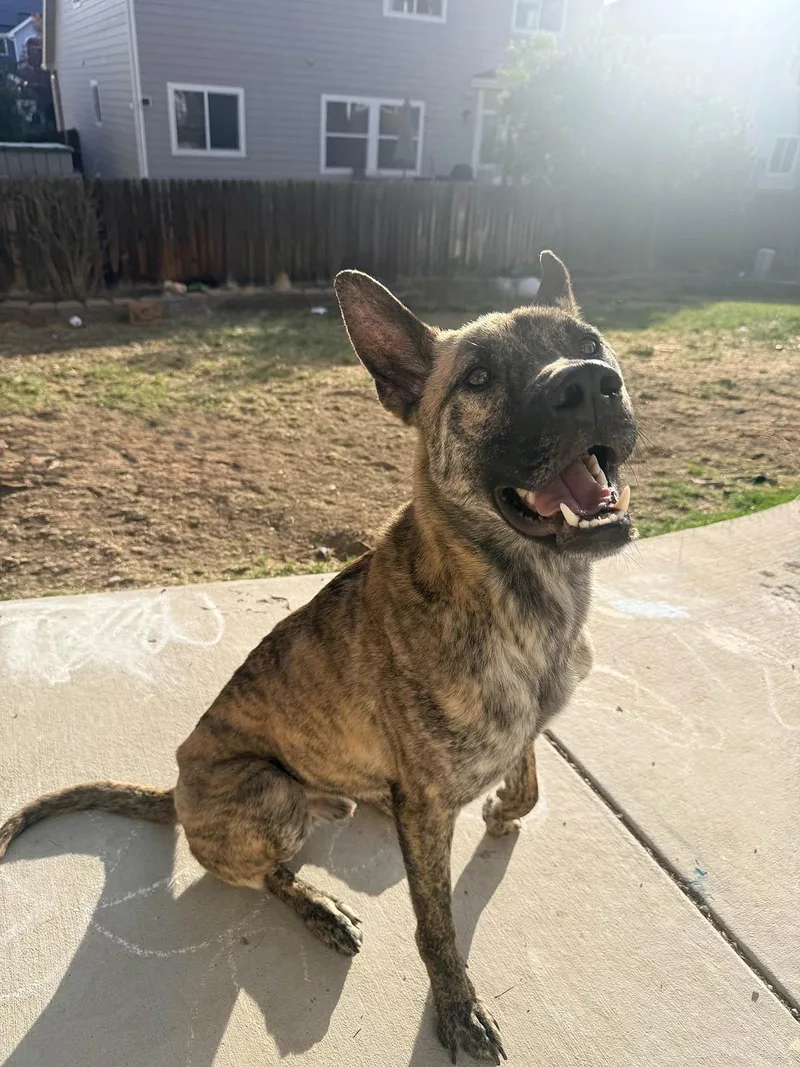 Ducky  The Lucky thumbnail 4