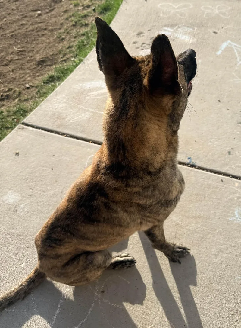 Ducky  The Lucky thumbnail 5