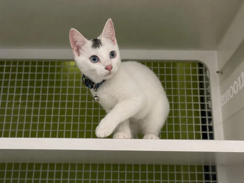 A baby small-sized female Domestic Short Hair cat named Pork Chop for adoption in Gorham, ME