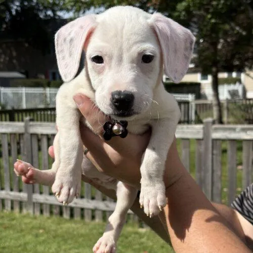 A baby small-sized male Beagle dog named Homer for adoption in Lincolnshire, IL