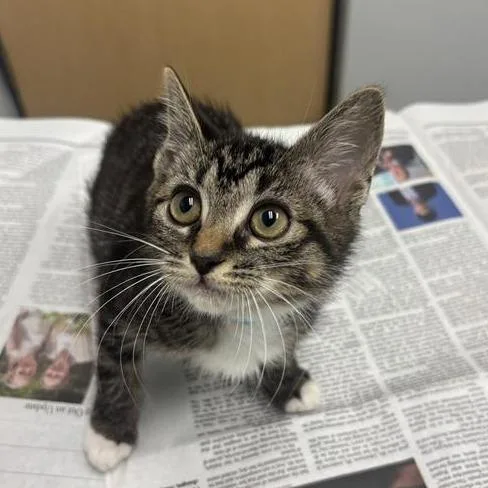 A baby small-sized female Brown / Chocolate Domestic Short Hair cat named Bently for adoption in Jacksonville, FL