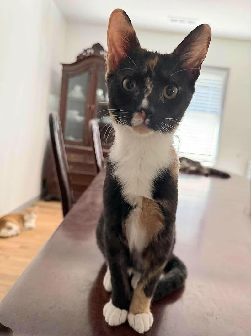 A baby medium-sized female Calico Domestic Short Hair cat named Dottie for adoption in Fort Oglethorpe, GA