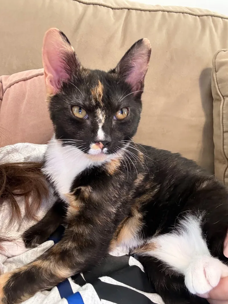 Dottie thumbnail 2