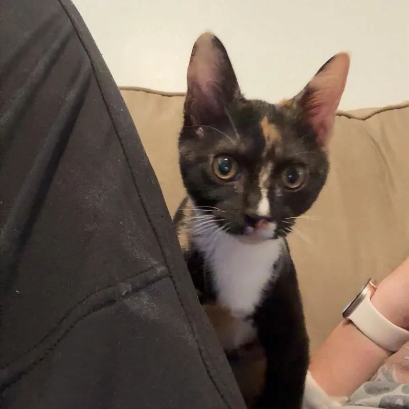 Dottie thumbnail 4