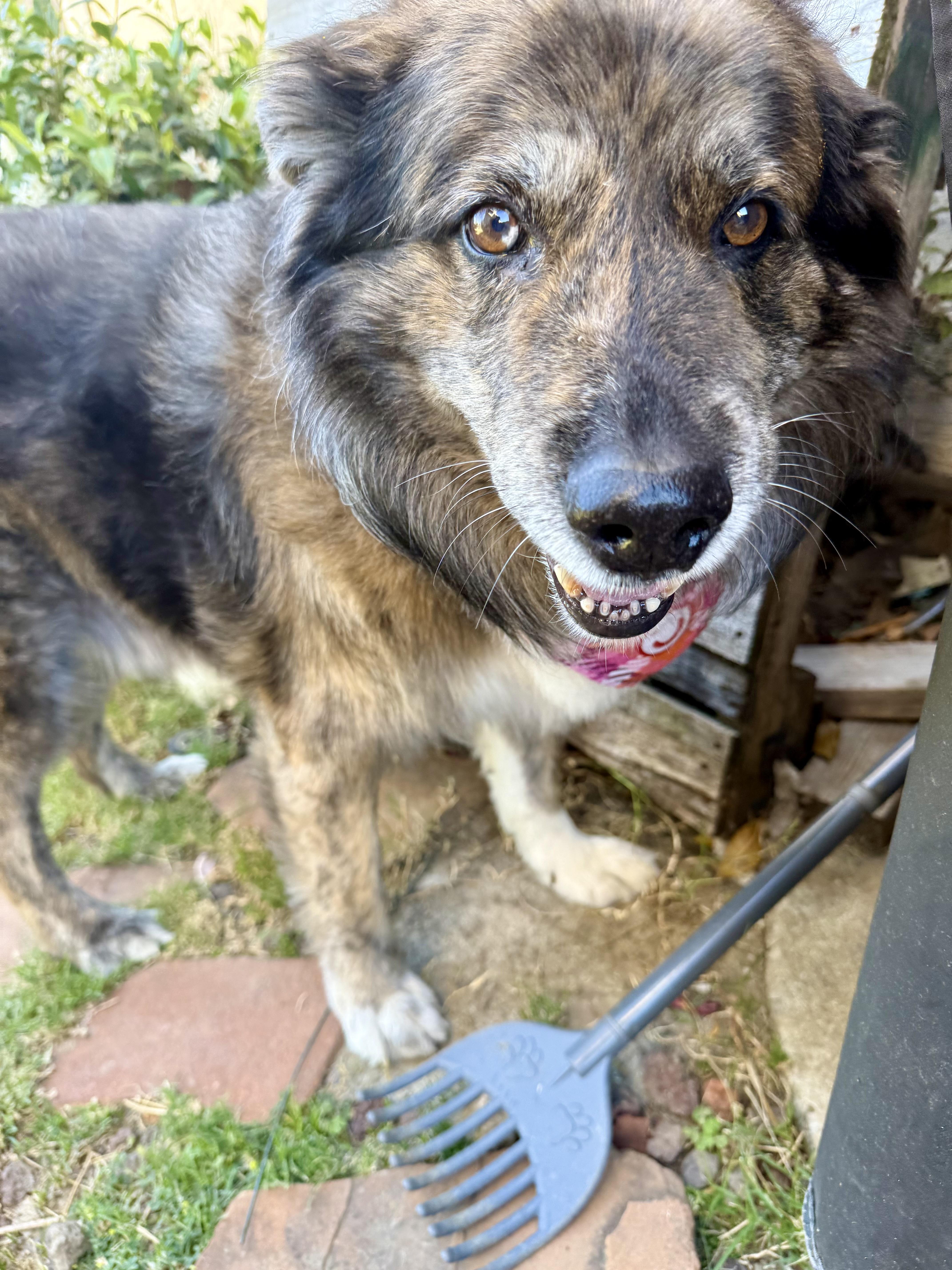 A senior medium-sized male Merle (Blue) Australian Shepherd dog named Manny for adoption in Hayward, CA
