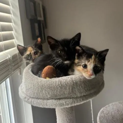 A baby small-sized female Tortoiseshell Domestic Short Hair cat named Patches for adoption in Fairfax, VA