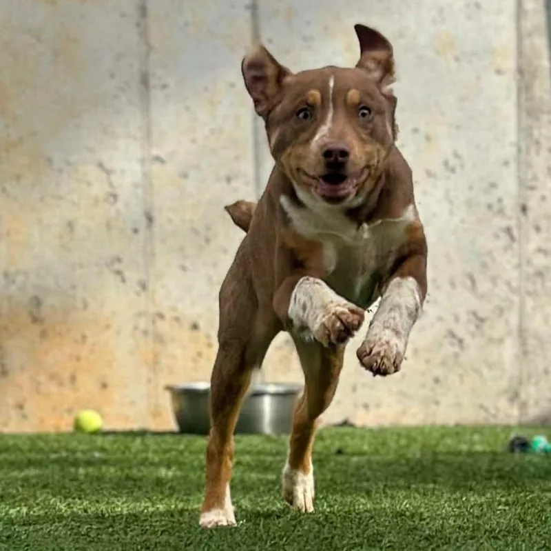 Squirtle thumbnail 3