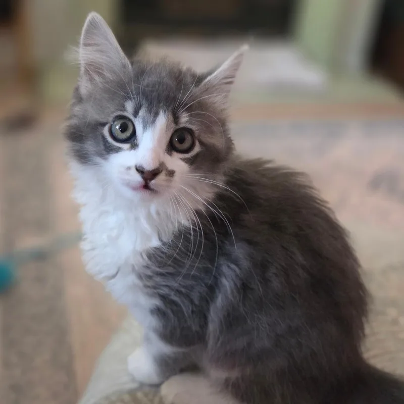 A baby small-sized female White Domestic Medium Hair cat named Goose for adoption in Upland, CA