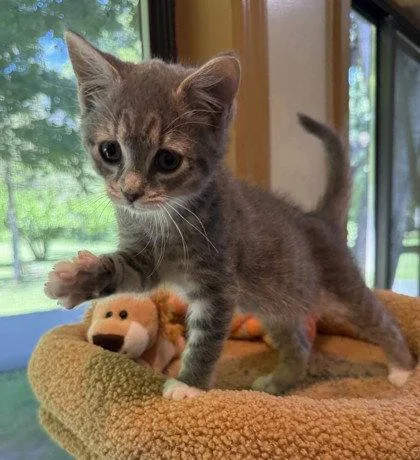 A young small-sized female Gray & White Domestic Short Hair cat named Perl Las Blue for adoption in Midland, VA