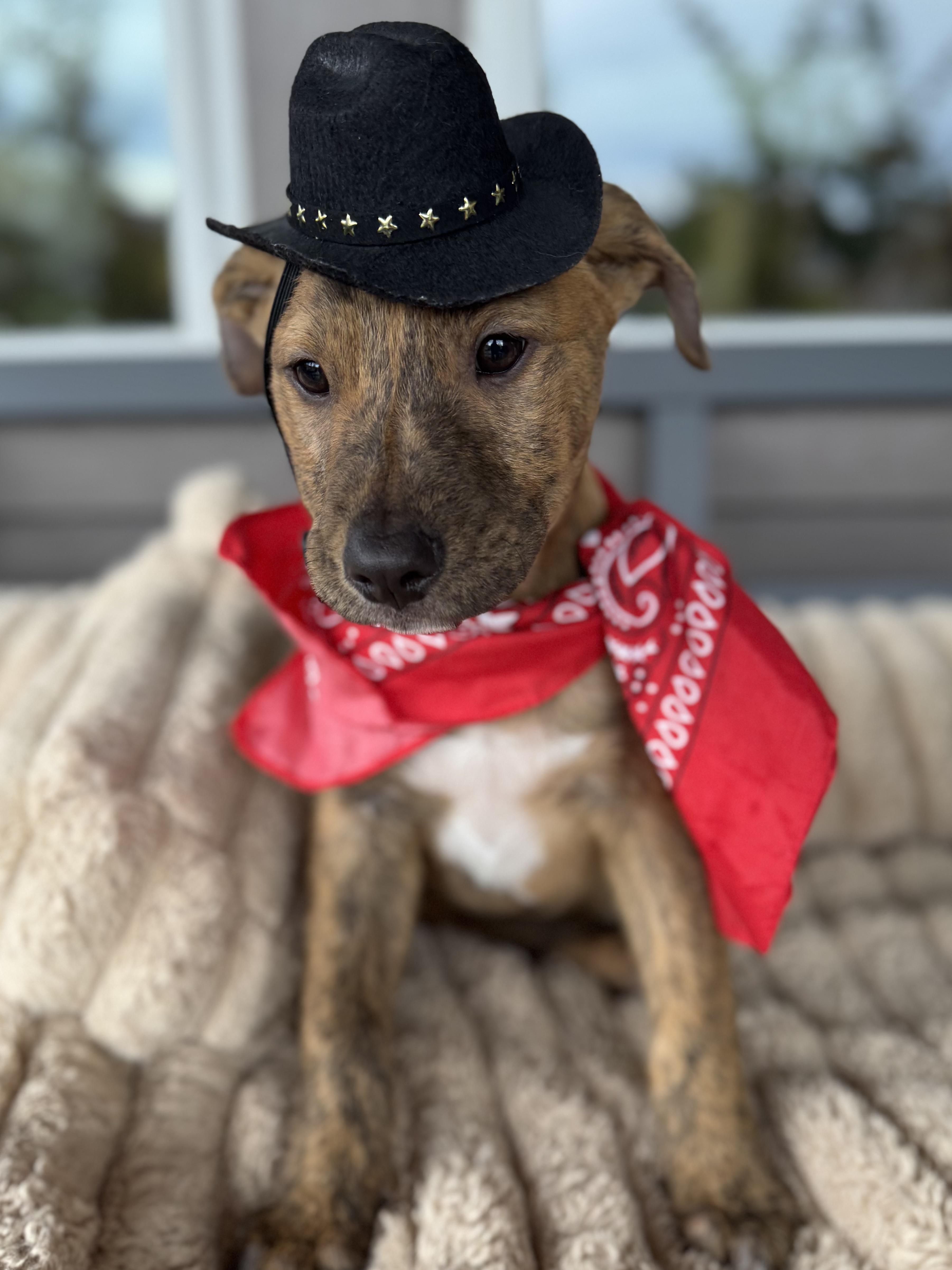 A baby medium-sized male Tricolor (Brown, Black, & White) Cattle Dog dog named Little Rusty for adoption in Houston, TX