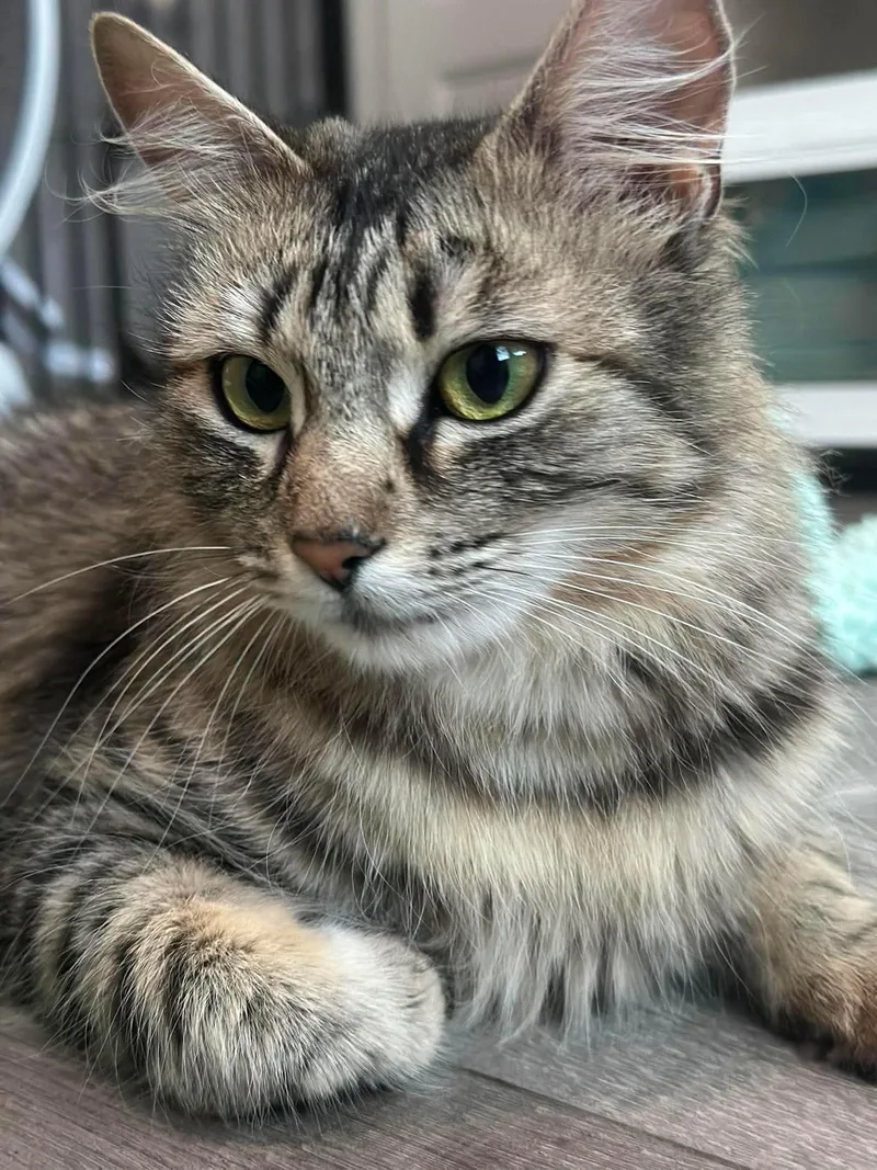 A young medium-sized female Tabby (Gray / Blue / Silver) Tabby cat named Jangju for adoption in Oakley, CA