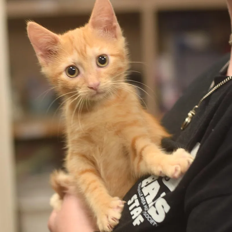 A baby small-sized female Orange / Red Domestic Short Hair cat named Marjorie Glick for adoption in Belleville, IL
