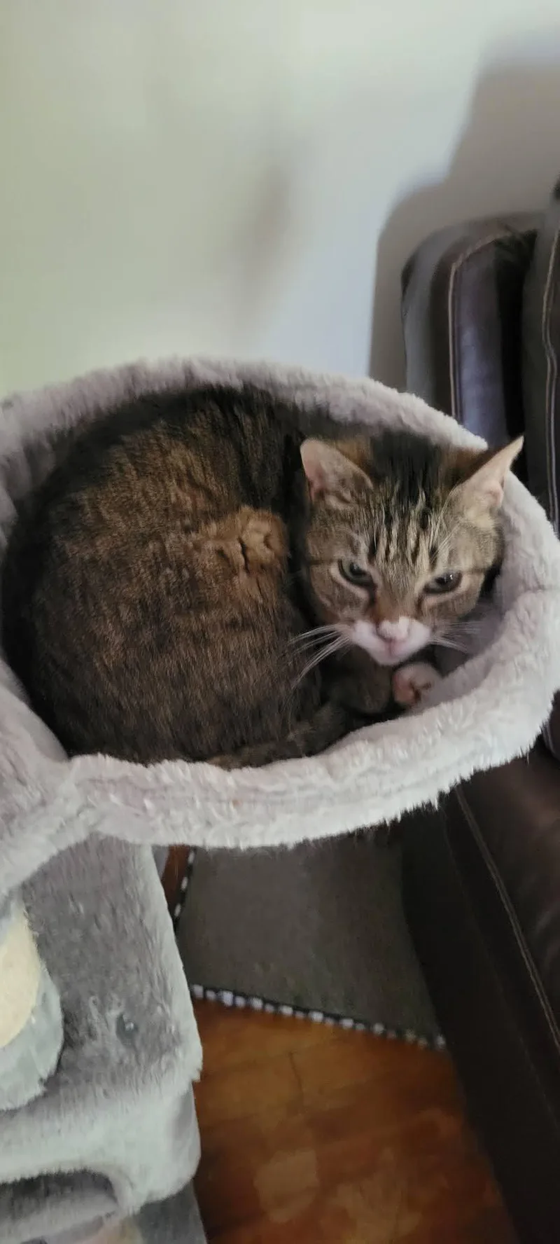 An adult medium-sized female American Shorthair cat named Piggy for adoption in Roanoke, AL